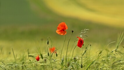 Klatschmohn (Papaver rhoeas) am Feldrand