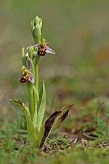 Naklejka na ściany i meble Bienen-Ragwurz (Ophrys apifera).