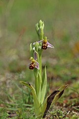 Bienen-Ragwurz (Ophrys apifera).