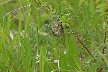 Heide-Feldwespe (Polistes nimpha) auf ihrem Nest im Juni