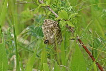 Heide-Feldwespe (Polistes nimpha) auf ihrem Nest im Juni
