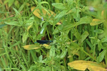 Männliche Blauflügel-Prachtlibelle (Calopteryx virgo)