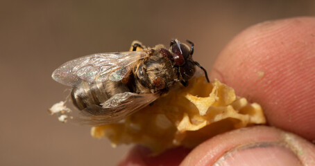 The bee is affected by the varroa mite and a piece of beeswax in the beekeeper's hand.