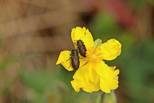 Vierpunktige Kiefernprachtk&auml;fer (Anthaxia quadripunctata) auf Gelbem Sonnenr&ouml;schen (Helianthemum nummularium)