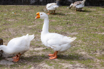 White geese at the farm