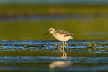 Pied avocet (Recurvirostra avosetta)