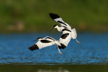 Pied avocet (Recurvirostra avosetta)