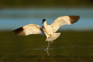 Pied avocet (Recurvirostra avosetta)