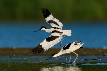 Pied avocet (Recurvirostra avosetta)