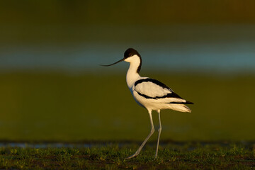 Pied avocet (Recurvirostra avosetta)