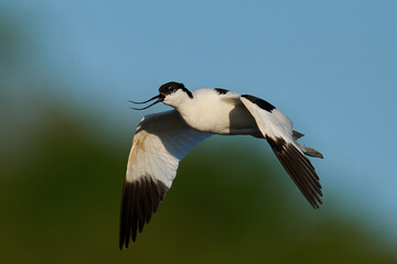 Pied avocet (Recurvirostra avosetta)