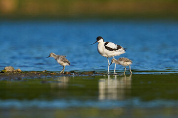 Pied avocet (Recurvirostra avosetta)