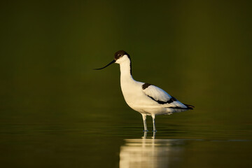 Pied avocet (Recurvirostra avosetta)