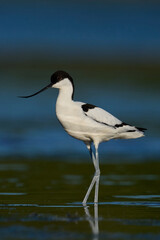 Pied avocet (Recurvirostra avosetta)