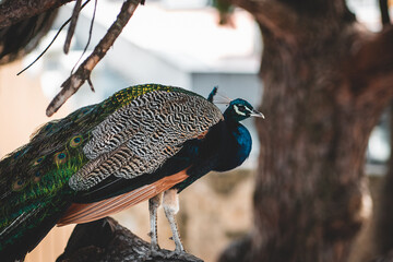 Obraz premium Tier Portrait von einem Vogelstrauß mit Federkleid