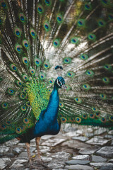 Obraz premium Tier Portrait von einem Vogelstrauß mit Federkleid 