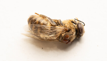 Bee affected by the parasite Varoma on a white background
