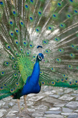 Naklejka premium Tier Portrait von einem Vogelstrauß mit Federkleid 