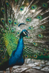 Fototapeta na wymiar Tier Portrait von einem Vogelstrauß mit Federkleid 