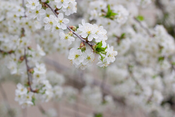 tree blossom