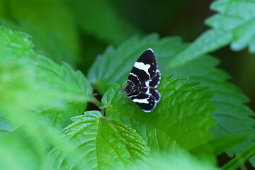 シラフシロオビナミシャク