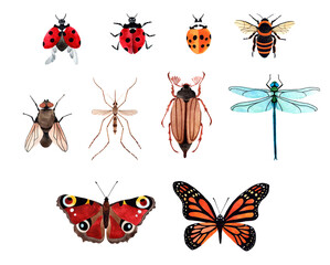 Hand painted watercolor illustration set with Butterfly, Ladybug, Dragonfly, Fly, Honey Bee, May Bug; Mosquito. Watercolour insects top view Isolated on white background.