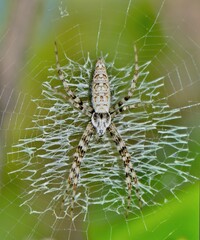 Juvenile Yellow Garden Spider (Argiope aurantia) in its web, dorsal macro view.
