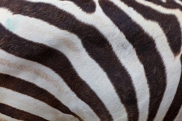 Close up skin The burchell zebra is black and white for wildlife texture and pattern