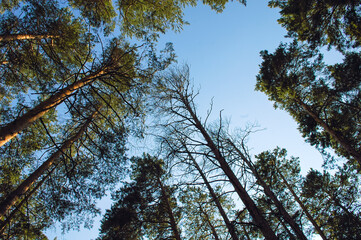 Bottom view of tall long pines and their crowns in the light of the evening sun against the blue sky