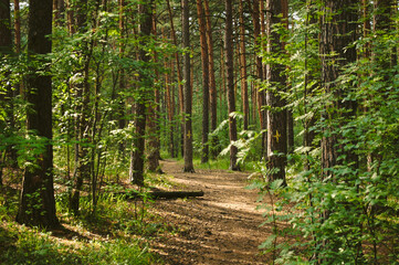 Hiking trail in the middle of a dense green forest and pine trunks with yellow marks in the form of crosses