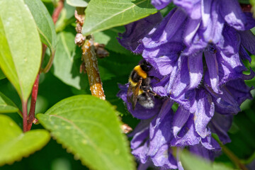 Abeille butine une fleur d'Aconit napel ou capuche de moine.