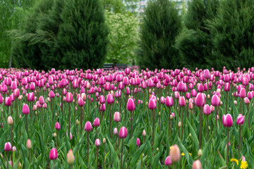 Beautiful pink tulips in a large city flower bed