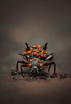 Cacodaemon spinicollis with Beetle Mites riding at the back