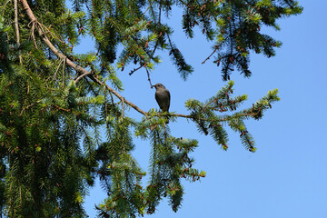 Fliegenschnäpper Vogel im Baum auf Ast Tanne