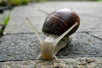 Weinbergschnecke im Portrait