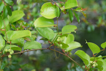 サルトリイバラ