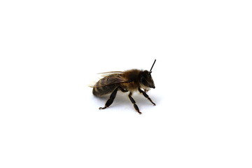  Insect bee stands on a white background.