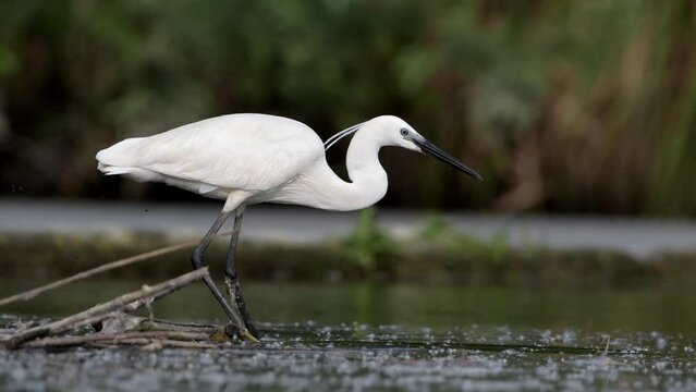 An Ardea Alba bird looking for fish in the water