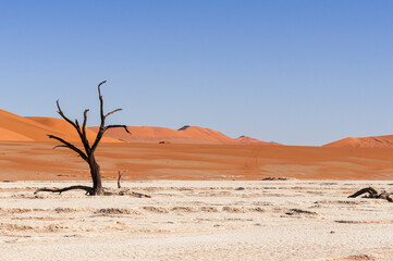 Dead acacia trees and dunes in the Namib desert / Dunes and dead camel thorn trees , Vachellia erioloba, in the Namib desert, Dead Vlei, Sossusvlei, Namibia, Africa. - 509402758