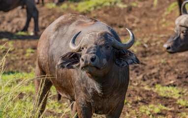Obraz premium Kaffernbüffel im Naturreservat Hluhluwe Nationalpark Südafrika
