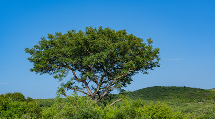 Obraz premium Naturreservat Hluhluwe Imfolozi Park Südafrika