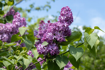 Purple Lilac