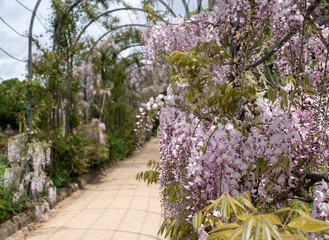 Obraz premium The Trellis Walk with several varieties of wisteria growing, at the historic gardens on the Trentham Estate, Stoke-on-Trent, Staffordshire UK.