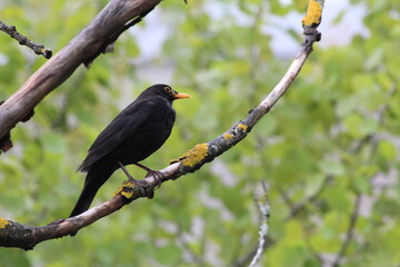 blackbird on a branch in Finland - 509403339