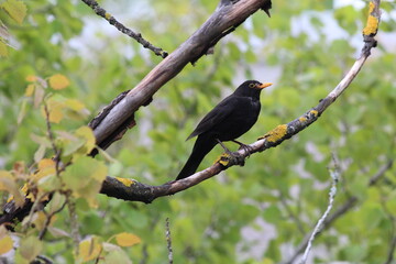 blackbird on a branch in Finland - 509403343