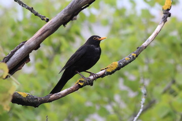 blackbird on a branch - 509403354