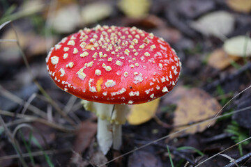 Amanita muscaria  (Amanita muscaria)