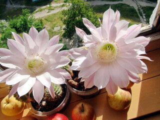 Fototapeta na wymiar Amazing picture of flowering house cacti once a year during the day.
