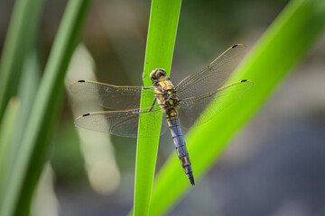 A black tailed skimmer dragonfly resting on a green plant