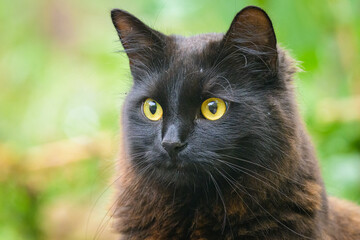 Portrait of a black cat with yellow eyes